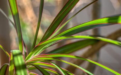 The Benefits of Houseplants