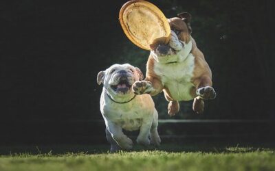 Old Dogs, New Tricks
